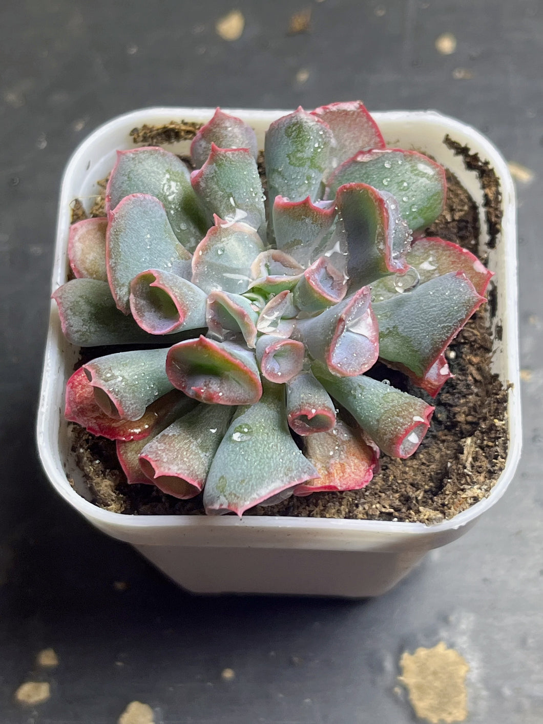 Echeveria trumpet pinky