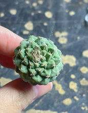 Load image into Gallery viewer, Strombocactus disciformis
