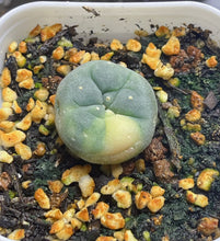 Load image into Gallery viewer, Lophophora peyote Variegated
