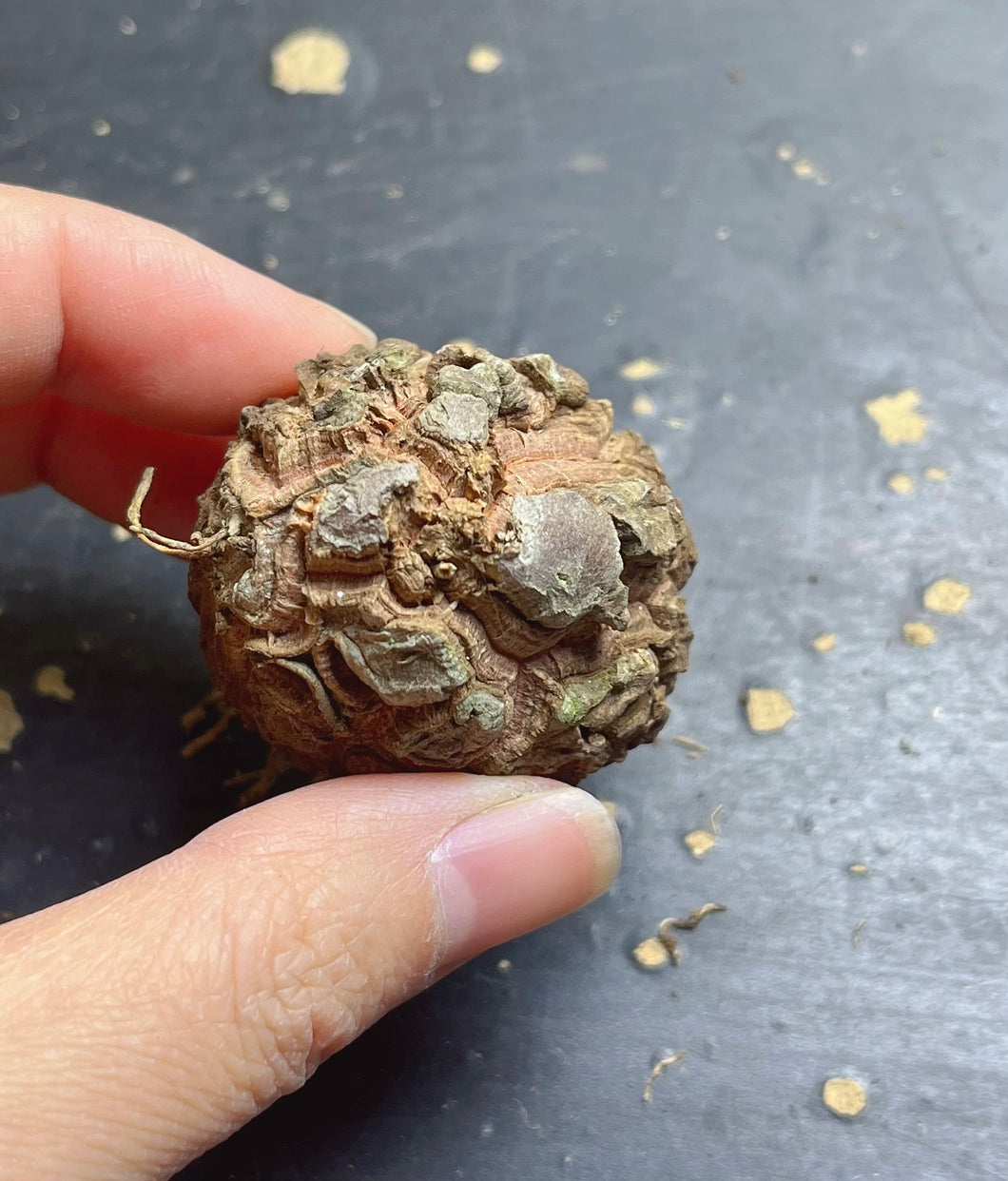 Dsioscorea elephantipes