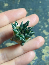 Load image into Gallery viewer, Ariocarpus kotschoubeyanus
