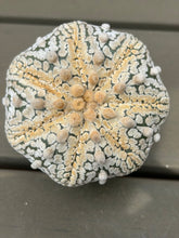 Load image into Gallery viewer, Astrophytum asterias 'Super Kabuto (big)
