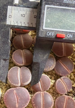 Load image into Gallery viewer, Lithops aucampiae kokerboom
