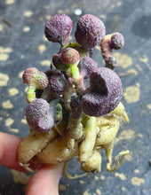 Load image into Gallery viewer, Adromischus marianiae
