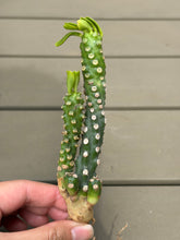Load image into Gallery viewer, Euphorbia Royleana bois
