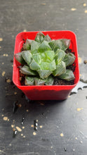 Load image into Gallery viewer, Haworthia variegated
