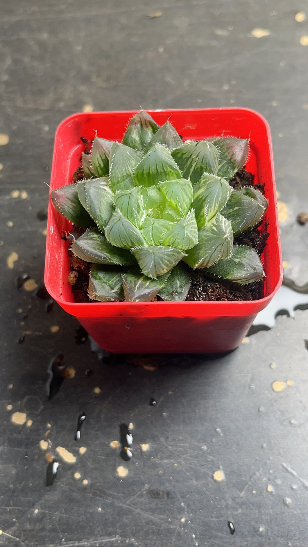 Haworthia variegated