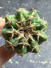 Load image into Gallery viewer, Cat Claw Discocactus

