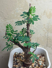 Load image into Gallery viewer, Senna meridionalis
