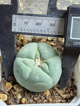 Load image into Gallery viewer, Lophophora peyote (each)
