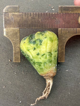Load image into Gallery viewer, Astrophytum asterias Variegated
