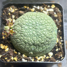Load image into Gallery viewer, Pseudolithos cubiformis
