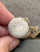 Load image into Gallery viewer, Epithelantha micromeris
