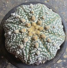Load image into Gallery viewer, Astrophytum asterias super kabuto
