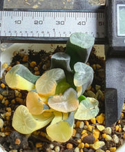 Load image into Gallery viewer, Haworthia maughanii variegated.
