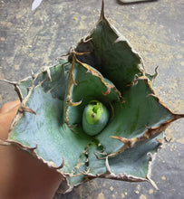 Load image into Gallery viewer, Agave titanota 'Caesar'
