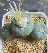 Load image into Gallery viewer, Lophophora Williamsii var. fricii
