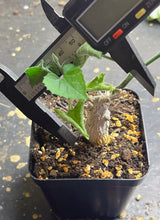 Load image into Gallery viewer, Corallocarpus bainesii
