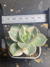 Load image into Gallery viewer, Succulent Lake Baikal variegated
