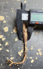 Load image into Gallery viewer, Senna meridionalis
