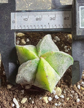 Load image into Gallery viewer, Astrophytum myriostigma variegated

