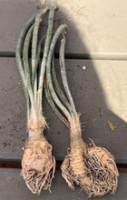 Load image into Gallery viewer, Astrophytum caput-medusae（each）
