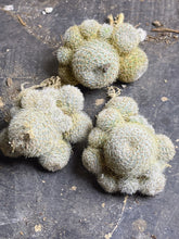 Load image into Gallery viewer, Cactus (each)
