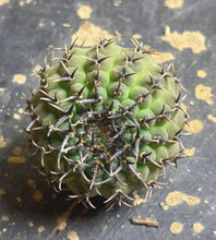 Load image into Gallery viewer, Gymnocalycium bodenbenderianum
