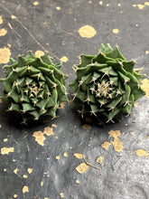 Load image into Gallery viewer, Obregonia denegrii （each）
