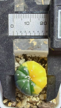 Load image into Gallery viewer, Astrophytum asterias Variegated
