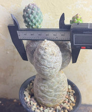 Load image into Gallery viewer, Tephrocactus geometricus
