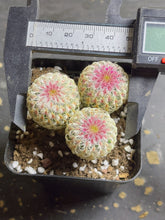 Load image into Gallery viewer, Echinocereus rigidissimus var.
