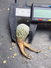 Load image into Gallery viewer, Mammillaria herrerae
