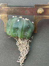 Load image into Gallery viewer, Astrophytum asterias
