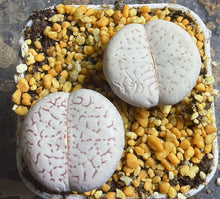 Load image into Gallery viewer, Lithops vanzylii（each)
