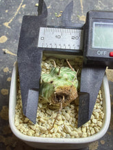 Load image into Gallery viewer, Euphorbia melofomis variegated
