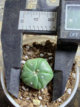 Load image into Gallery viewer, Astrophytum asterias
