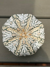 Load image into Gallery viewer, Astrophytum asterias 'Super Kabuto (big)
