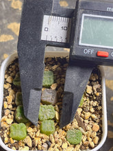 Load image into Gallery viewer, Conophytum angelicae ssp tetragonum MG1410 （each）
