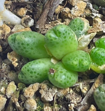 Load image into Gallery viewer, Conophytum marginatum ssp.
