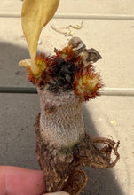 Load image into Gallery viewer, Euphorbia Ramena
