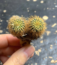 Load image into Gallery viewer, Frailea mammifera
