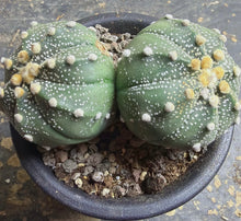 Load image into Gallery viewer, Astrophytum asterias
