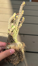 Load image into Gallery viewer, Euphorbia suzannae-marnierae
苏珊娜
