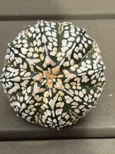 Load image into Gallery viewer, Astrophytum asterias 'Super Kabuto V-Type
