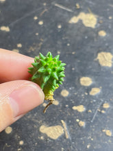 Load image into Gallery viewer, Euphorbia susannae (each)
