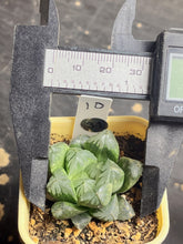 Load image into Gallery viewer, Haworthia
