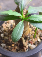 Load image into Gallery viewer, Euphorbia subapoda
