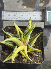 Load image into Gallery viewer, Haworthia limifolia f.variegata
