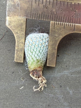 Load image into Gallery viewer, Epithelantha micromeris
